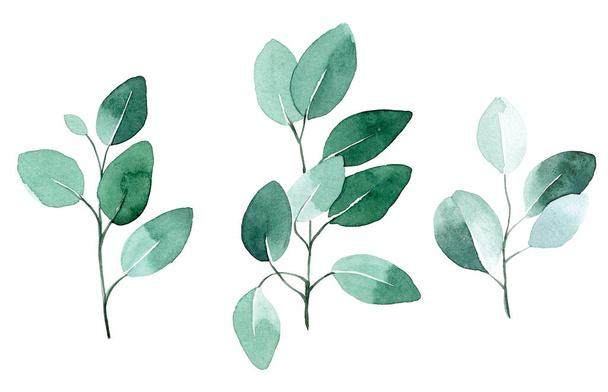 dibujo de acuarela. conjunto de hojas de eucalipto. hojas verdes tropicales aisladas sobre fondo blanco en estilo vintage. - Foto, imagen