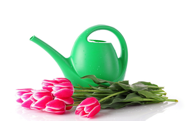 Watering can with tulips isolated on white - Foto, imagen