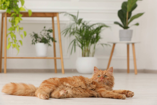 Очаровательные кошки и зеленые комнатные растения дома - Фото, изображение