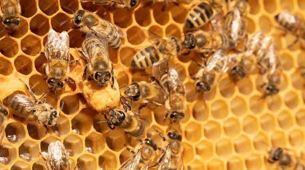 The Essence of Beekeeping: Queen Bees Gracing Honeycomb Cells - Photo, Image