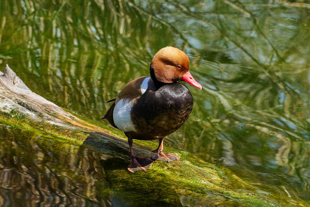 Red-crested pochard sits on a log in the water - Φωτογραφία, εικόνα