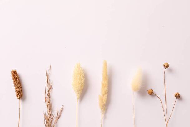 flat lay composition with spikelets, wheat ears and spikelets on white background - Photo, image