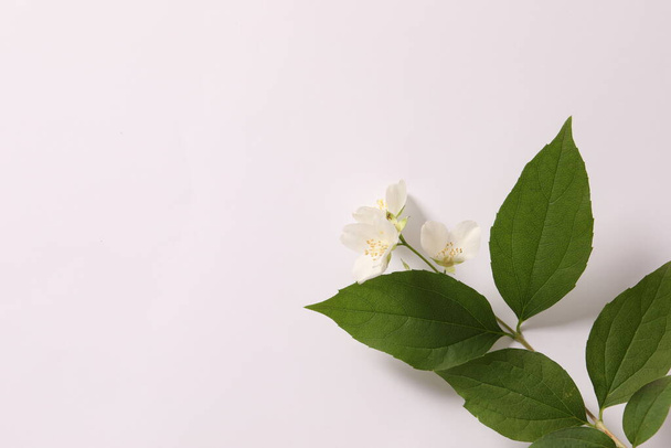 white jasmine on the background of the white flowers. - Fotó, kép