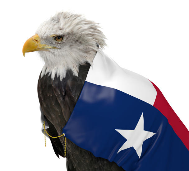 Águia careca americana usando a bandeira do estado do Texas
 - Foto, Imagem