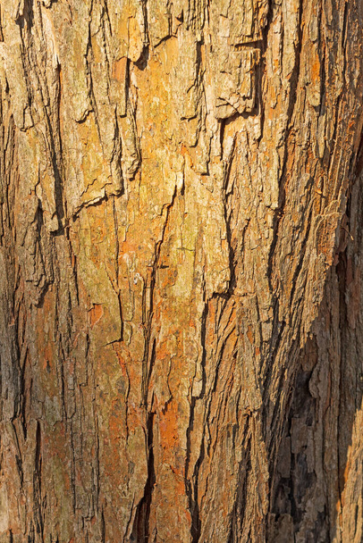 Лихен и кора на старом дереве в национальном заповеднике Мидевин в штате Иллинойс - Фото, изображение