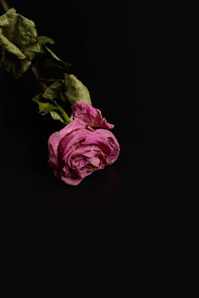 Dry pink rose on a black background. Single dead rose close up, copy space. The concept of loneliness, age, sadness, unhappy love, loss. - Photo, Image