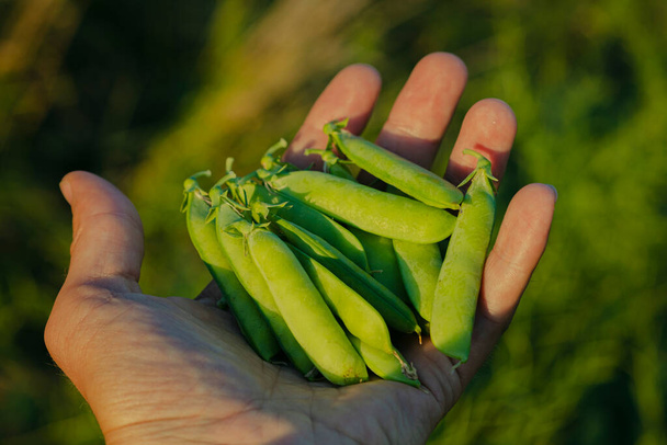 Las vainas de guisante en la mano de un hombre. Un agricultor cosecha legumbres en el campo. Guisantes verdes en vainas en la palma de la mano. - Foto, Imagen
