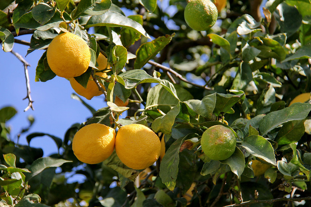 Sitruuna puun oksa lehdet ja hedelmät sininen taivas tausta
 - Valokuva, kuva