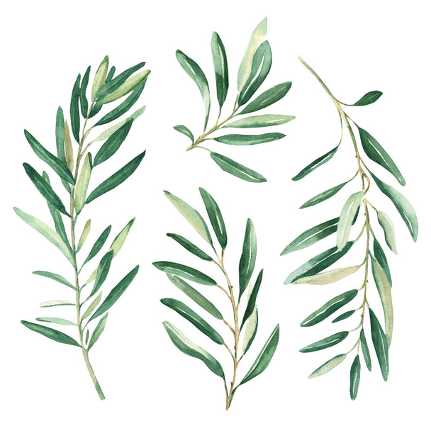 Olive branches set isolated on white background. Watercolor hand drawn botanical illustration. Can be used for cards, logos and package design. - Foto, immagini