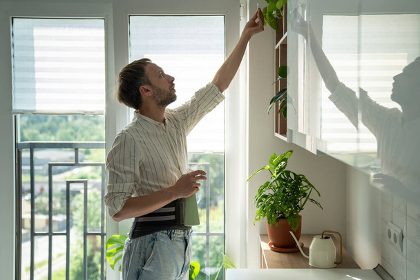 Man in sick leave taking care houseplants at home on kitchen wearing back support belt corset on lower back to treatment of hernia, relieve stress on spine, postoperative recovery. Back pain problems. - Photo, image