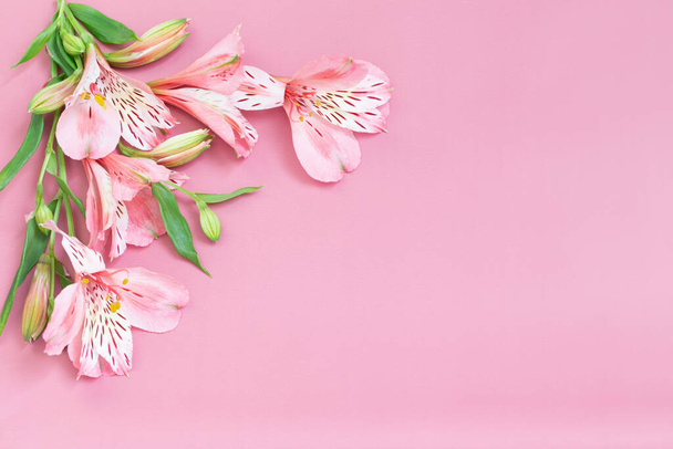 alstroemeria flowers on pink background - Photo, Image