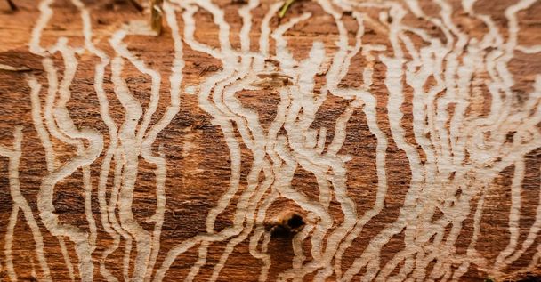 Holzwurmspuren an einem Baum Detailansicht im Wald - Foto, Bild