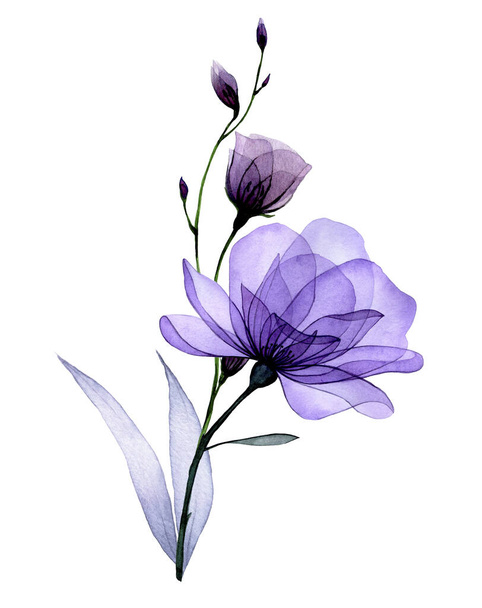 composición con flores transparentes. rosas púrpuras, flores de rosas silvestres y hojas. delicado patrón de rayos X - Foto, imagen