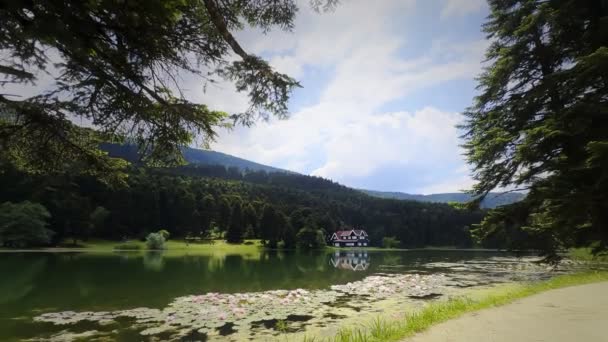Lotus Flowers and Leaves on Lake Water Video - Filmati, video