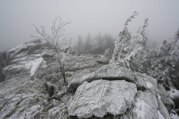 Зимовий пейзаж заморожений ліс, скандинавська статуя в горах Кралікі Снеснік Чехія - Фото, зображення