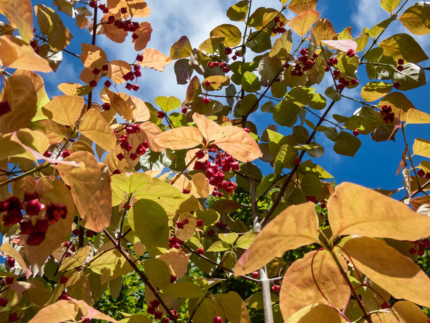 Ploché vřeteno (euonymus sachalinensis syn. Euonymus planipes)), listy na podzim zrudnou a červené plody, které se rozevírají a odhalují pomerančová semena - Fotografie, Obrázek