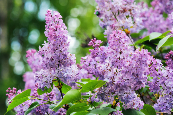 violet branch of lilac shrub in blossom. floral nature background - Photo, Image