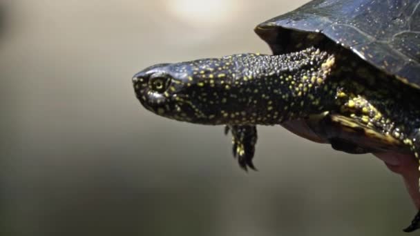 Kaplumbağa sıcak bir yaz gününde nehre doğru sürünüyor. Kaplumbağa yavaşça kumda sürünerek pençelerini yeniden düzenliyor. İnsanlar Avrupa 'daki gölet kaplumbağasına bakıyor.. - Video, Çekim