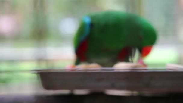 Bayan Birds, which has the scientific name Eclectus roratus or also known as the Moluccan eclectus, is a parrot native to the Maluku Islands. The male having a mostly bright emerald green plumage and  - Imágenes, Vídeo