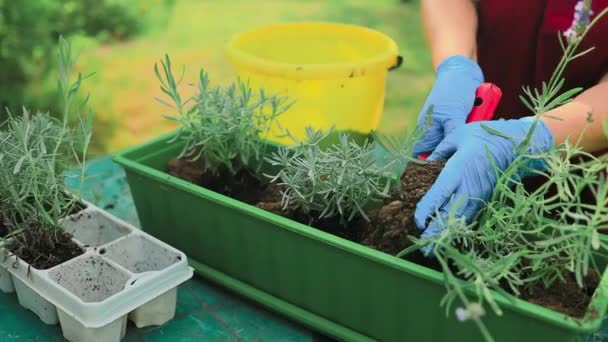 Tuinieren concept. Happy 60s vrouwelijke handen transplanteert lavendelplant in plastic lange pot buiten. Hoge kwaliteit foto - Video