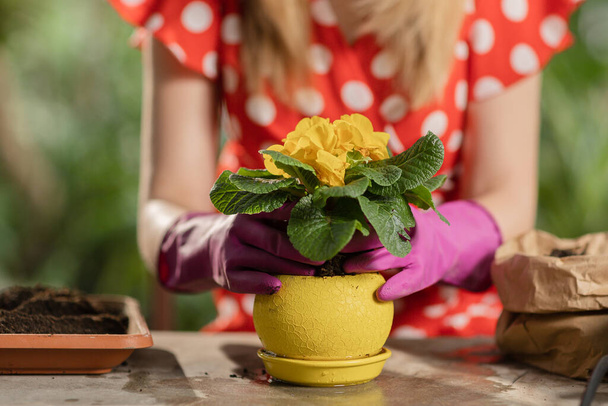女性庭師は花器の中で土を踏みつけます。赤いドレスの若い女性が観葉植物を世話しています。高品質4k映像 - 写真・画像