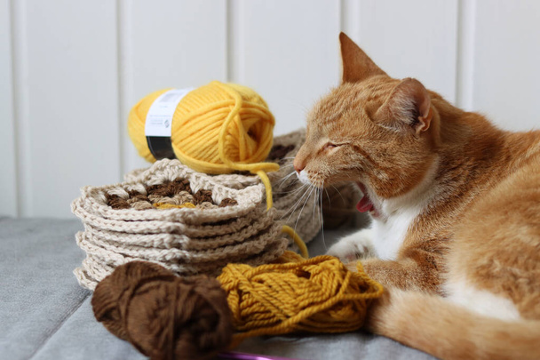 Mignon chat au gingembre posé sur le lit avec une boule de fil et crochet. Chat jouant avec avec l'ornement au crochet. Image d'automne confortable.  - Photo, image