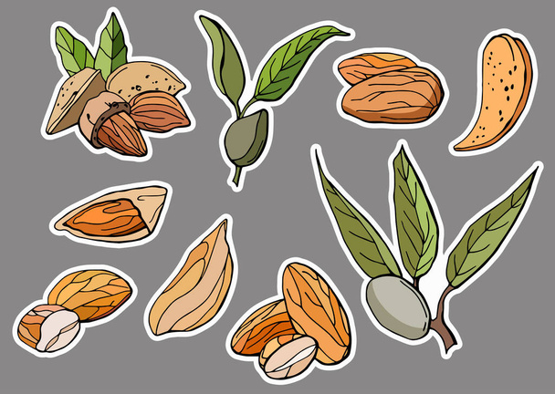 Almond sticker set. Drawn style - Vektor, obrázek