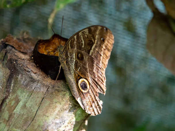 Beautiful Butterfly, Morpho in Amazon jungle. Amazonia. South America. - Photo, image