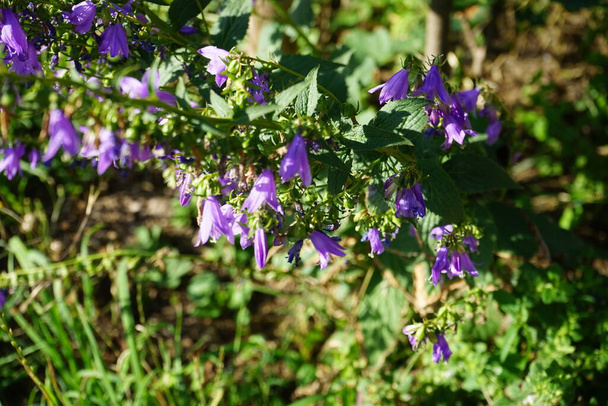 Campanula rapunculoides blüht im Juli mit violetten Blüten. Campanula rapunculoides ist eine mehrjährige krautige Pflanze der Gattung Campanula, die zur Familie der Campanulaceae gehört. Berlin, Deutschland - Foto, Bild