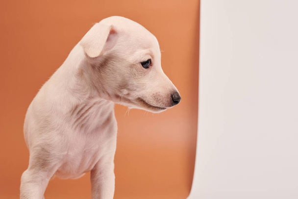 Portrait of cute Italian Greyhound puppy isolated on white brown studio background. Small beagle dog white beige colo - Фото, зображення