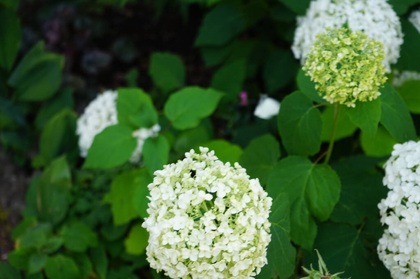 Hydrangea arborescens blooms in July. Hydrangea arborescens, smooth hydrangea, wild hydrangea, sevenbark, or in some cases, sheep flower, is a species of flowering plant in the family Hydrangeaceae. Berlin, Germany  - Photo, Image