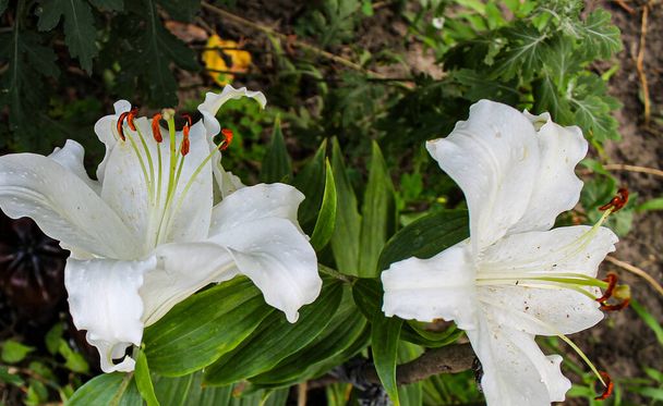 A large white lily flower close up with a natural background on a sunny summer day. - Photo, Image