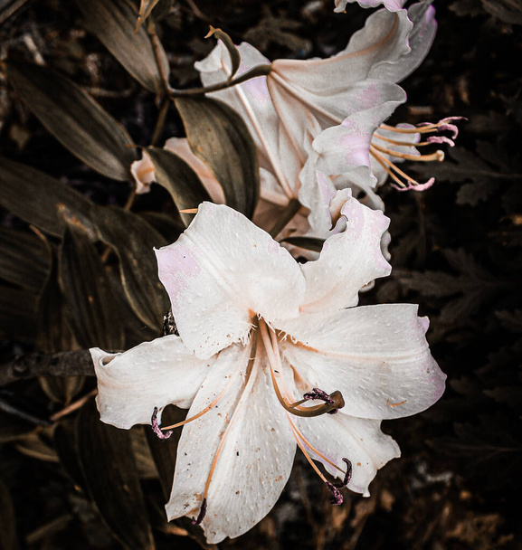 Color photo, a large white lily flower with a pink tint close up against a natural dark background on a sunny summer day. A horizontal photo with the main object in focus. - Photo, Image