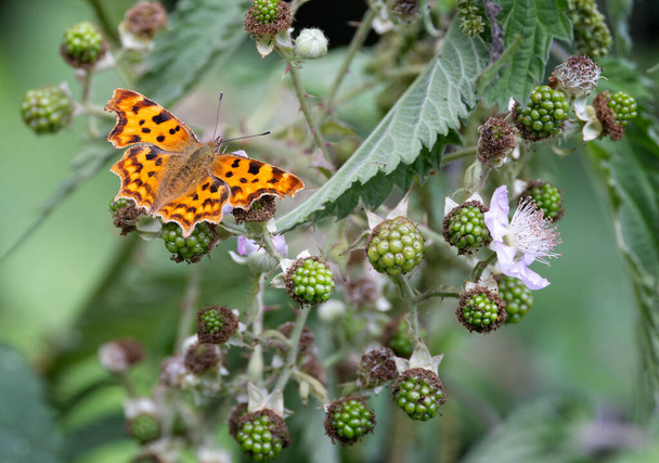 Close up of a Comma Butterfly with wings open on a blackberry bush with maturing green berries - 写真・画像