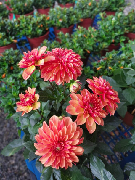 pots of beautiful colored Asteraceae flowers - Fotoğraf, Görsel