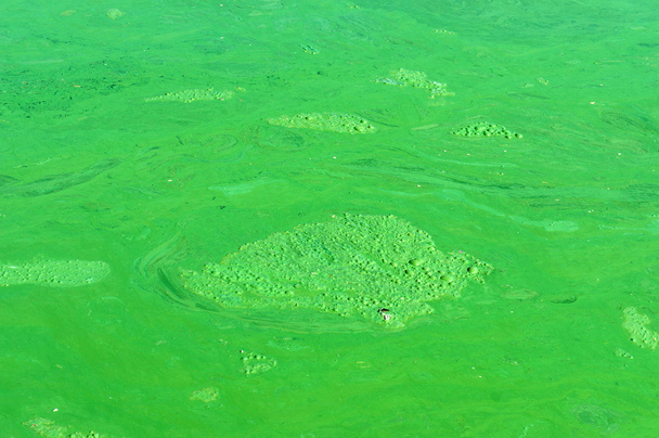 Água poluída, algas verdes
 - Foto, Imagem
