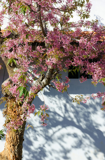 Flor de primavera, hermosa naturaleza, fondo abstracto
 - Foto, imagen