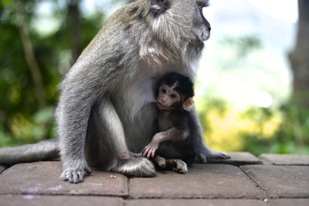 Affenfamilie in freier Wildbahn - Foto, Bild
