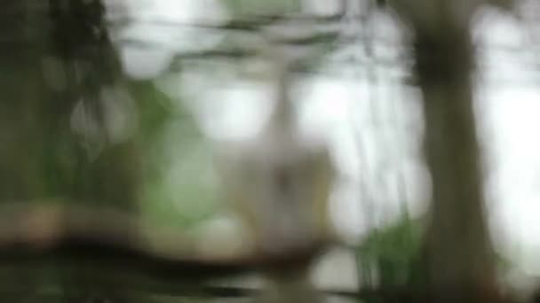 La cacatúa crestada amarilla (Cacatua Galerita) es una cacatúa blanca relativamente grande que se encuentra en hábitats boscosos en Australia y Nueva Guinea y varias islas en Indonesia.. - Imágenes, Vídeo