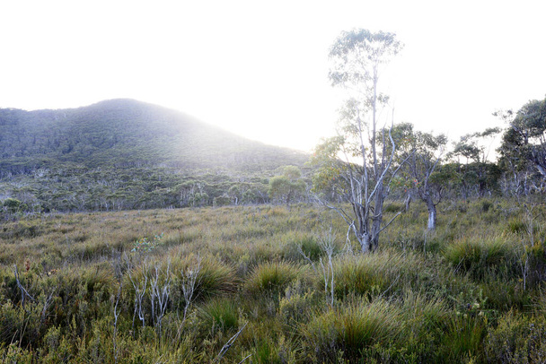landscape portrait of hiking trails along  cape pillar, apart of the three cape trek in Tasmania, Australia. - Photo, Image