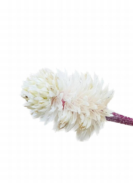 valokuvaus valkoisesta kukasta, jossa on vaaleanpunainen varsi, valkoinen kukka, jossa on vaaleanpunainen varsi valkoisella taustalla. - Valokuva, kuva