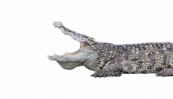 фотография крокодила с открытым ртом и широко открытыми зубами, крокодила с открытым ртом и зубами с широко открытыми зубами. - Фото, изображение