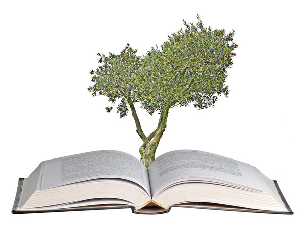 Olive tree growing from book - Photo, Image