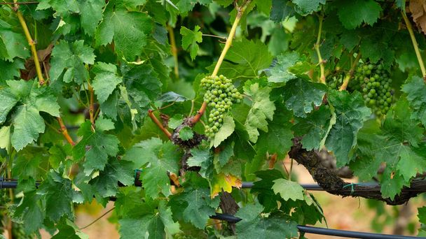 Raisins de Carignano mûrissant dans un vignoble du sud de la Sardaigne - Photo, image