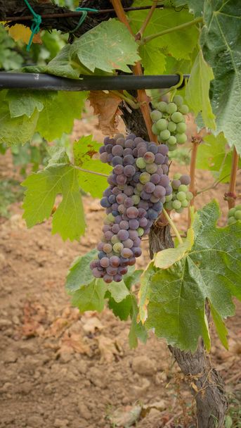 Carignano szőlő érlelődik egy szőlő a dél-szardíniai - Fotó, kép