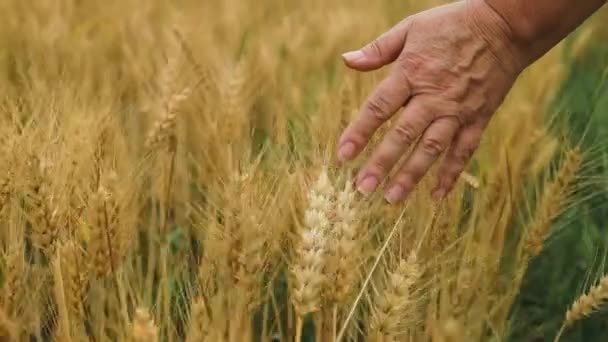 Nainen viljelijä kävelee vehnäpellon läpi, koskettaa keltaisia korvia vehnää käsillään. Käsi viljelijä koskettaa korvat vehnän kentällä, tarkastaa hänen sato. Maatalouden liiketoiminta.. korkea laatu - Materiaali, video