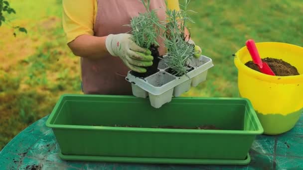 園芸の概念。幸せな60年代の女性の手は屋外のプラスチック製の長い鍋にラベンダー植物を移植する。高品質の写真 - 映像、動画