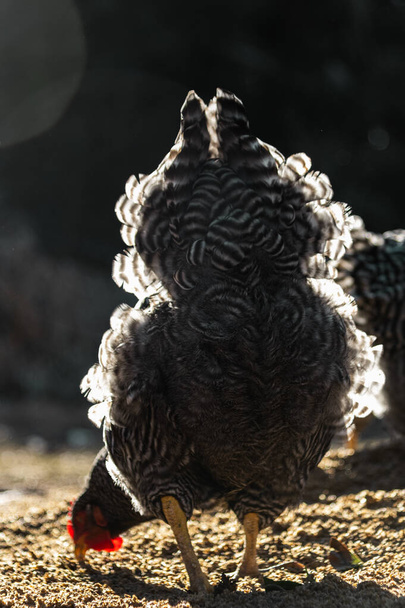 Festa delle piume: galline ovaiole prolifiche che si godono un pasto a La  - Foto, immagini