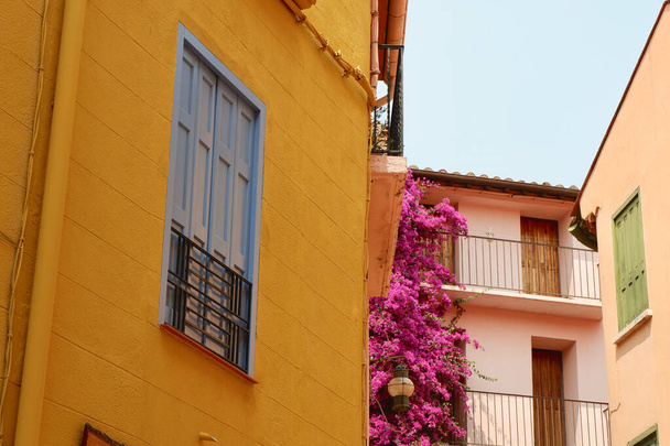 Nostalgische vintage landelijke gevels van levendige en pastel kleuren met ramen en luiken versierd met paarse Bougainvillea bloeiende plant van buiten gezien op de straat van Collioure, Frankrijk. - Foto, afbeelding