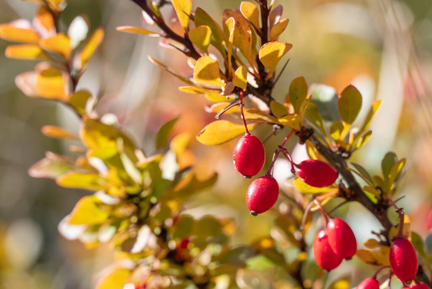 Bunches of ripe red berry barberry in autumn garden. Thunberg berberis fruits bitter in taste and inedible. Ornamental plant used in hedges and border plants. Acidic spice. Alternative medicine. - Photo, Image